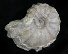 Calycoceras Ammonite - Texas #28136-2